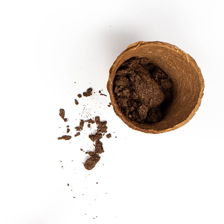 Plant Your Own Herb Plants