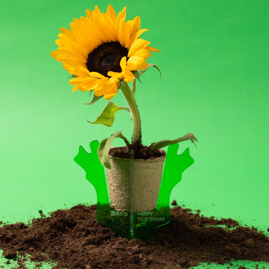 Plant & grow Sunflower seeds